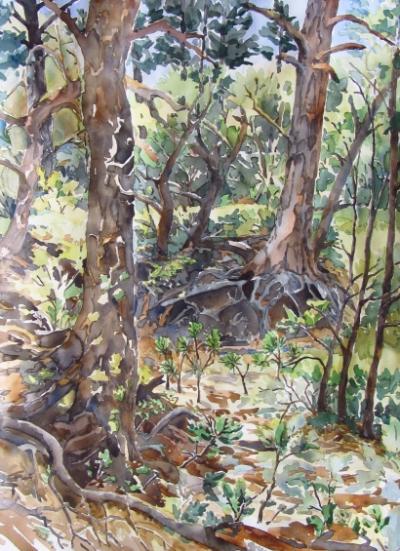 Kristen Muench "Root Place" 30x22 watercolor Pinery, CO 