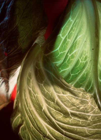 Photo of cabbage leaves. November 24, 2024.