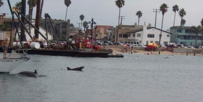 Dolphin in the Harbor
