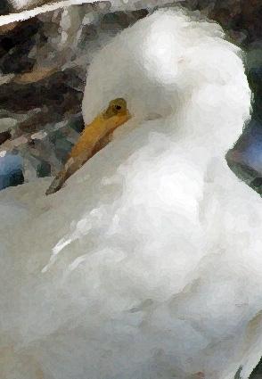 Egret 7