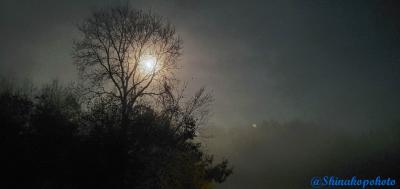 Moon Fog Tree@2020