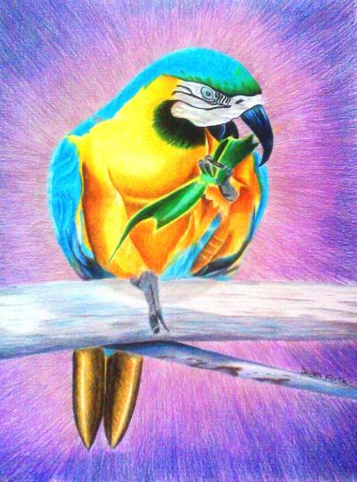 Brenda's Parrot