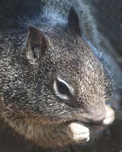 Squirrel 2