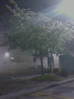 The fog took hid the trees