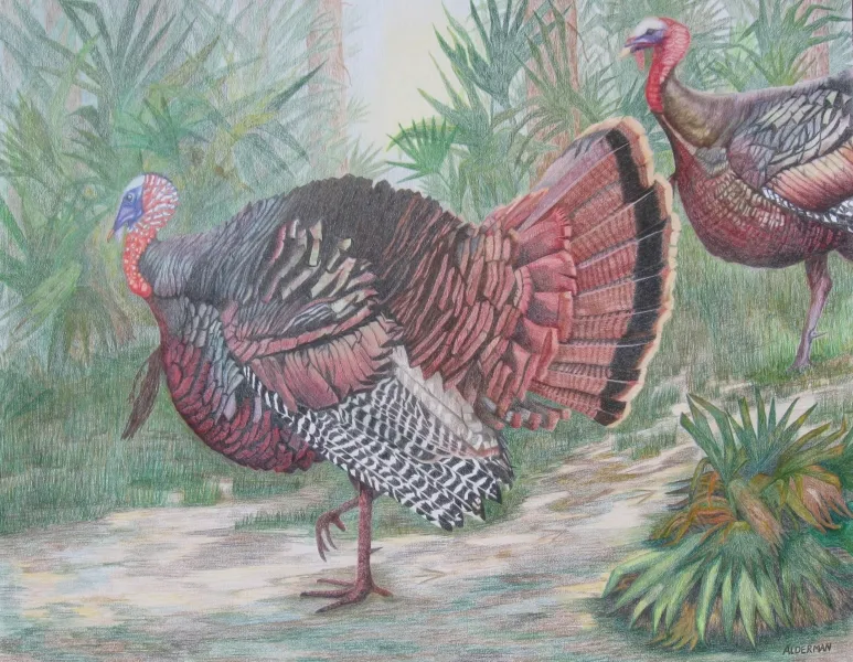 Osceola Turkeys' 