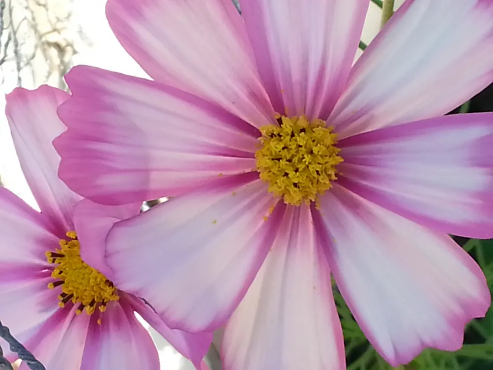 Coreopsis 