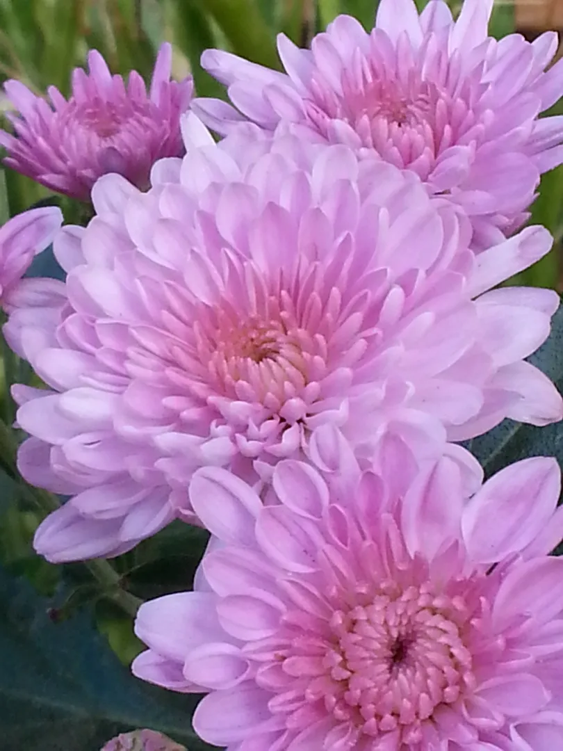 Pink Mums