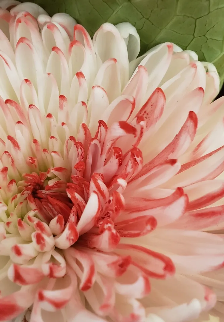 Red and White Mum