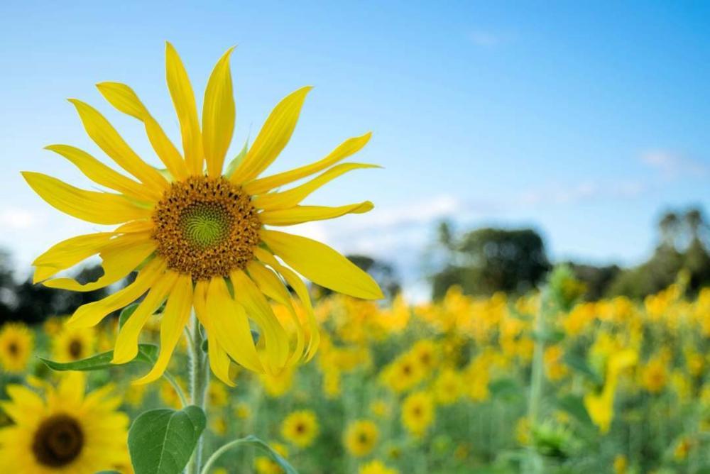 Simsbury Sunflowers