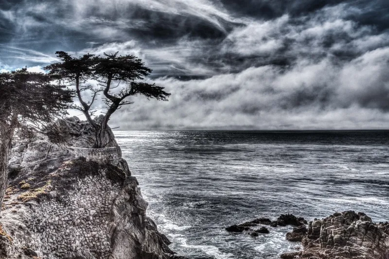 Iconic Pebble Beach Tree