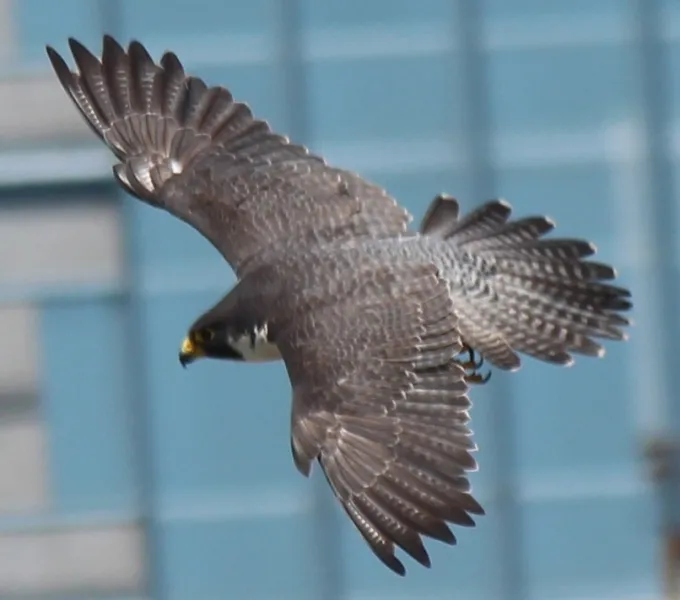 Peregrine Falcon In flight