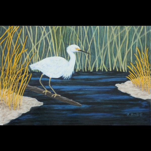 Down in the Bayou - Snowy Egret