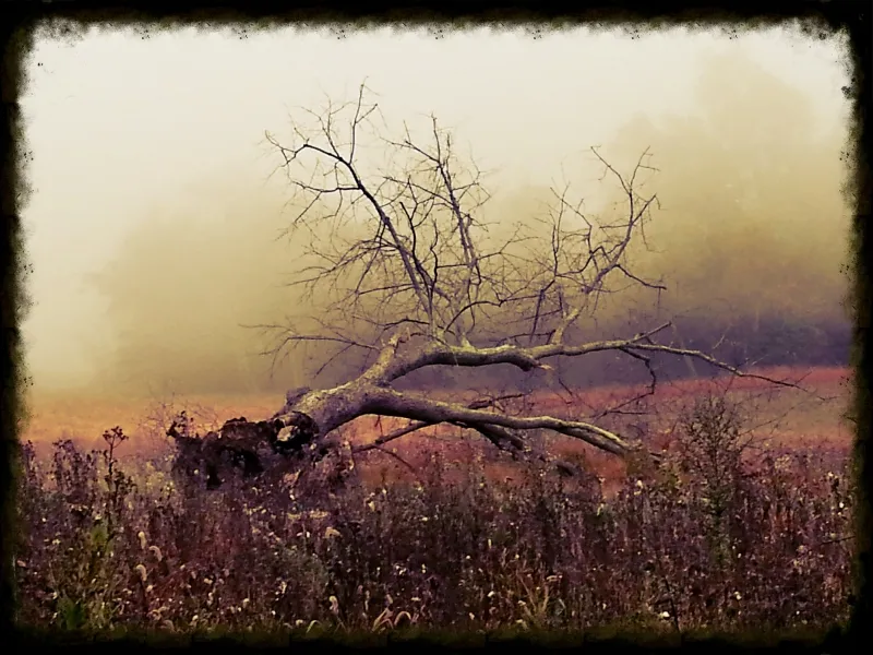 Tree, Fallen Tree, Autum, Field, Fall