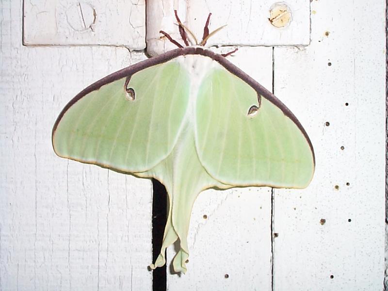 Green Moth