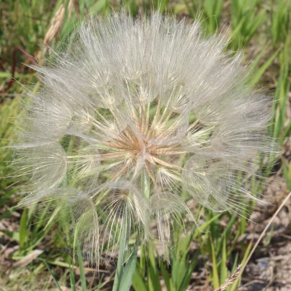 Seeds Ready for Flight