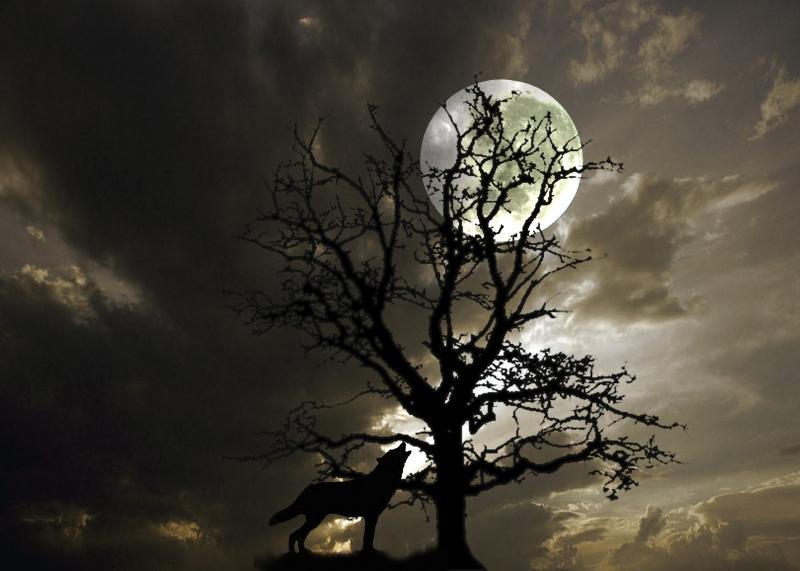Moon Light Howl