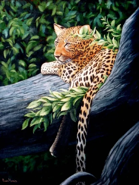 Leopard