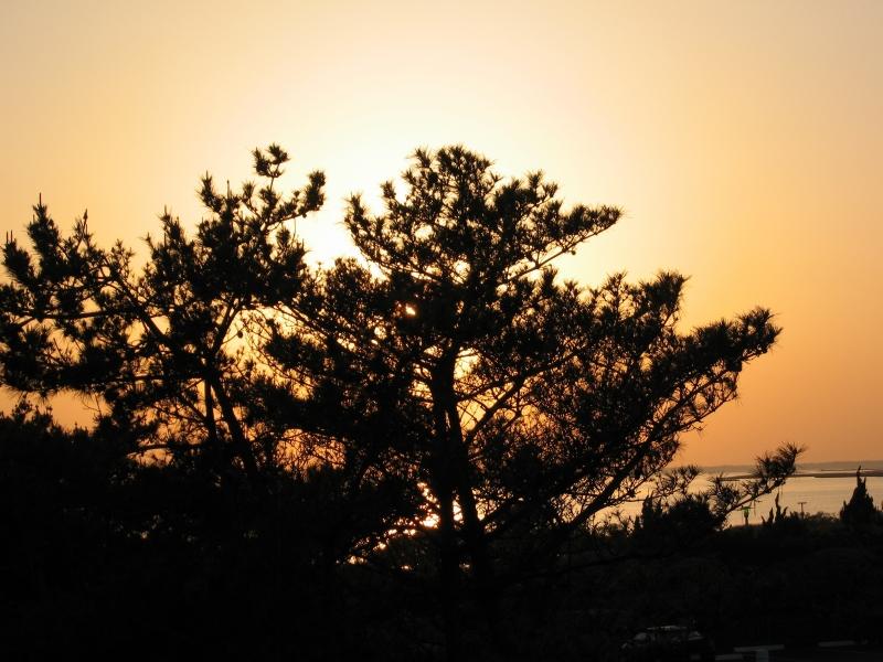 Sunset Pines (1st draft)