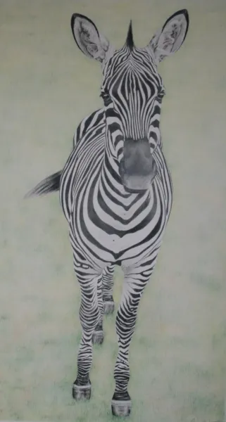 zebra