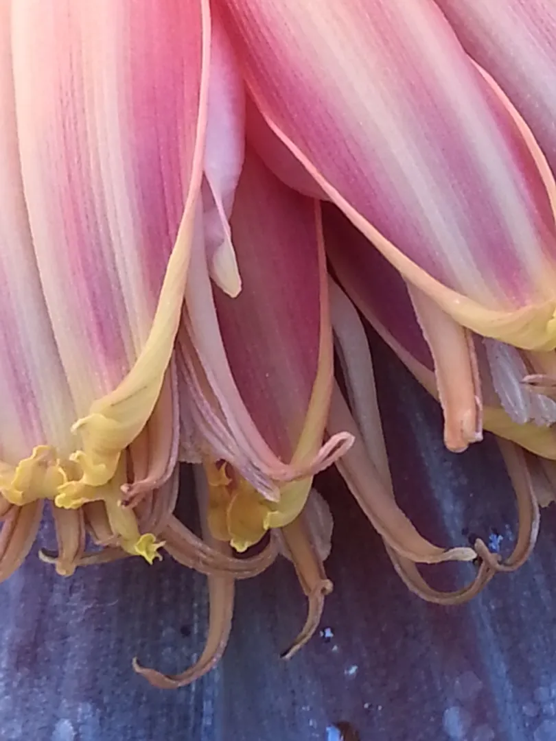 Banana flower