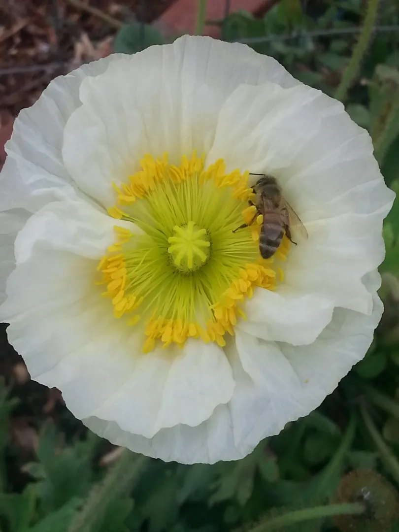 Bee and Poppy