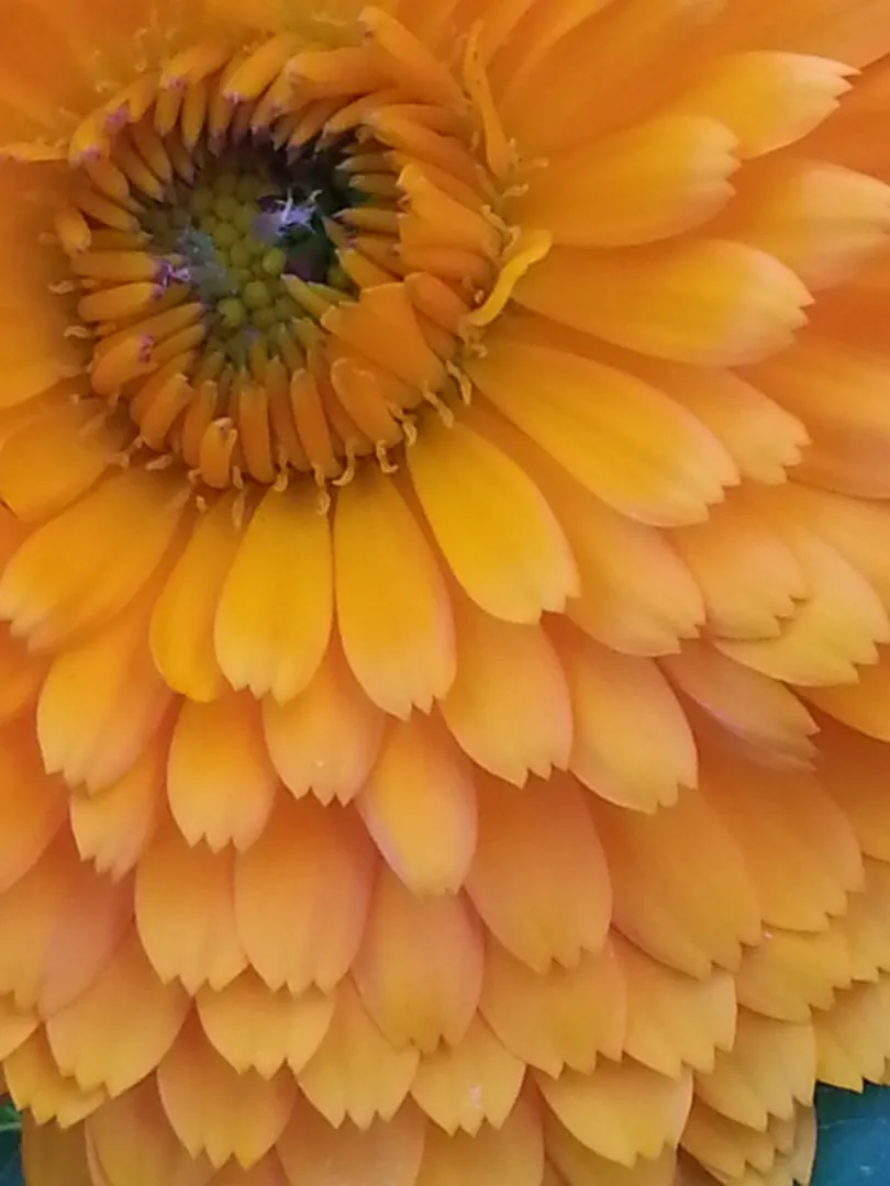 Calendula