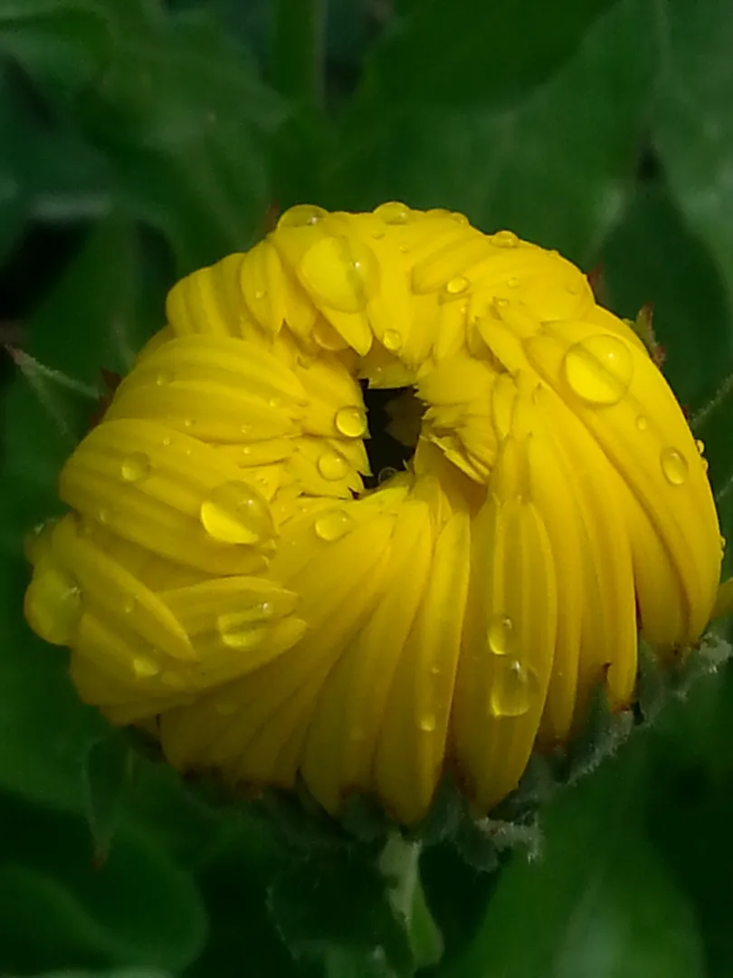 Calendula Bud