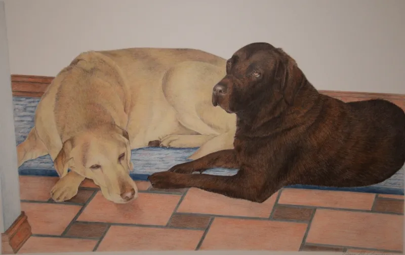 labradors