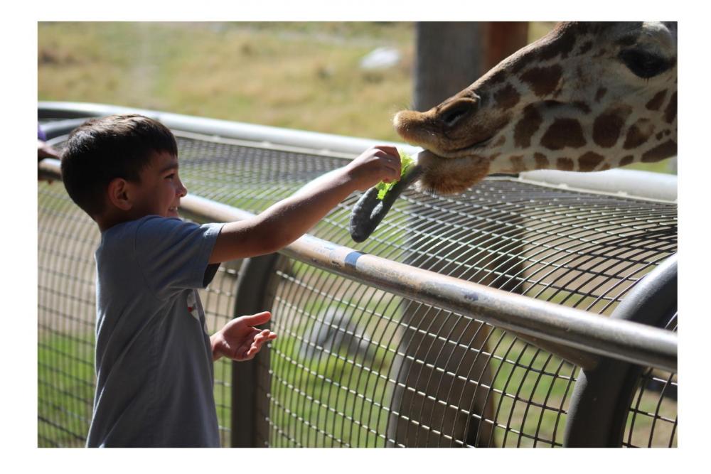 Grandson feeding giraffe