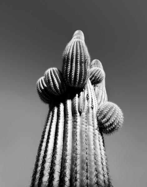 B & W photo of cactus