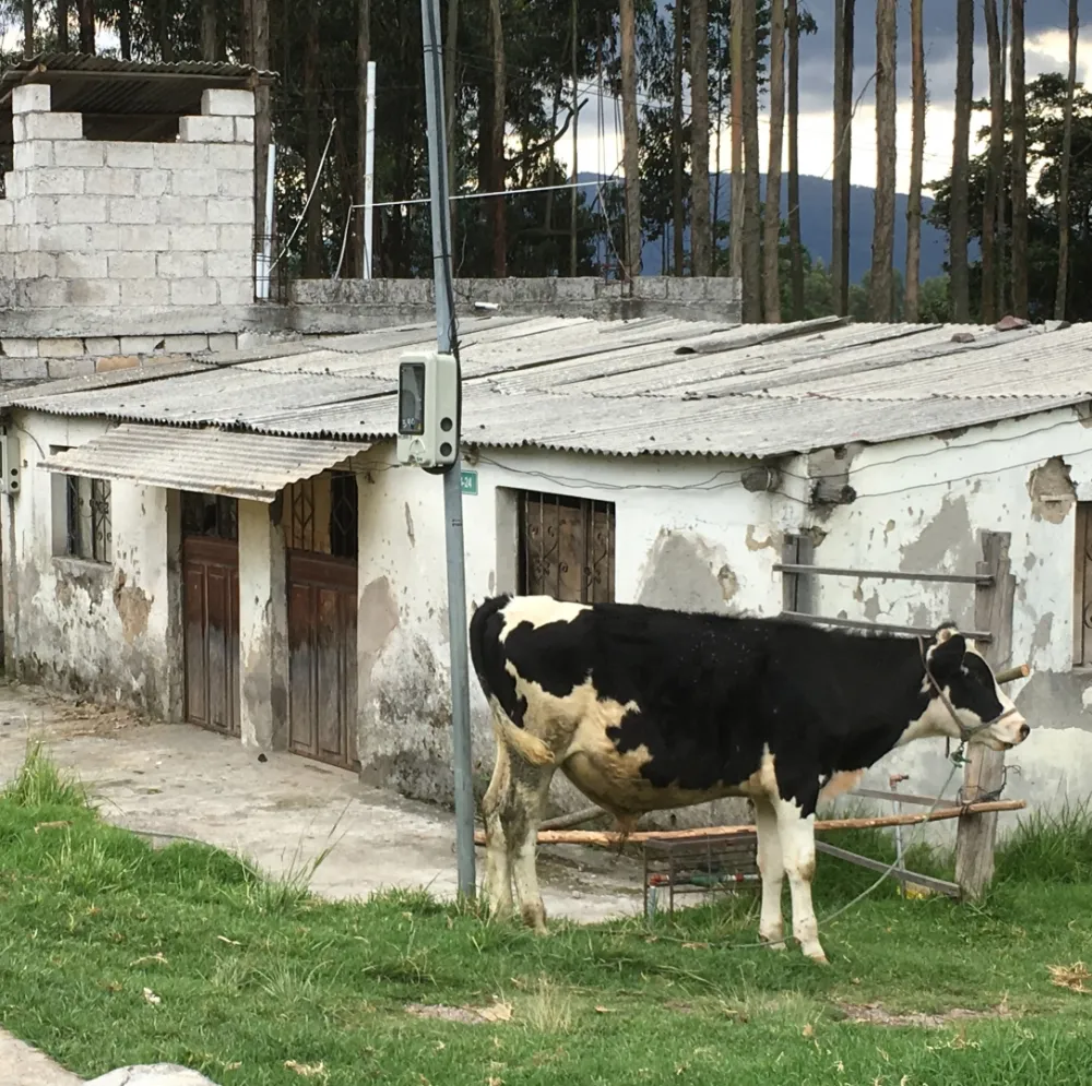 Urban Cow