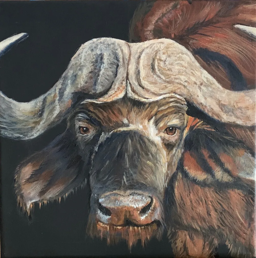 Cape Buffalo