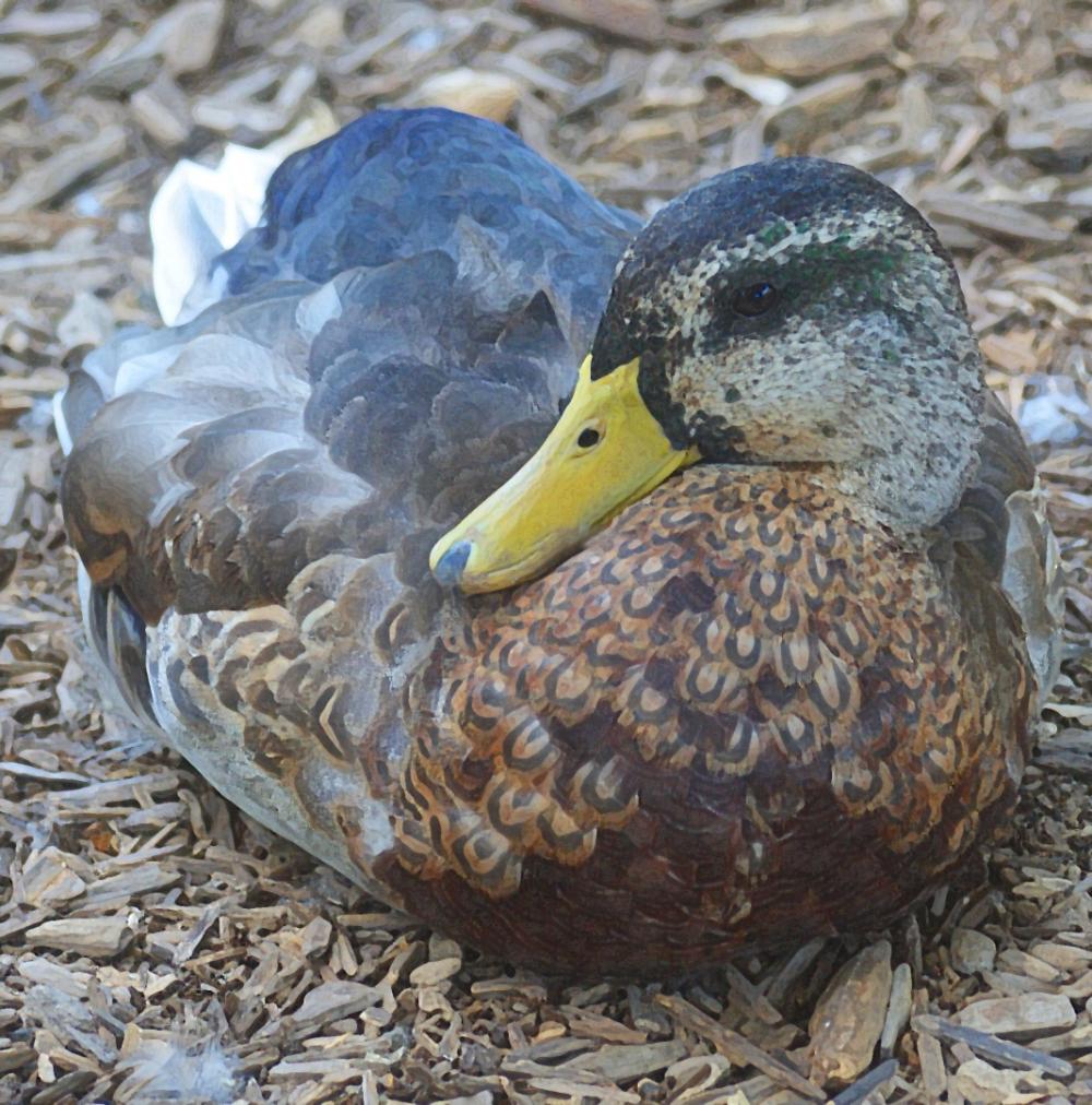 MIXED BRED DUCK