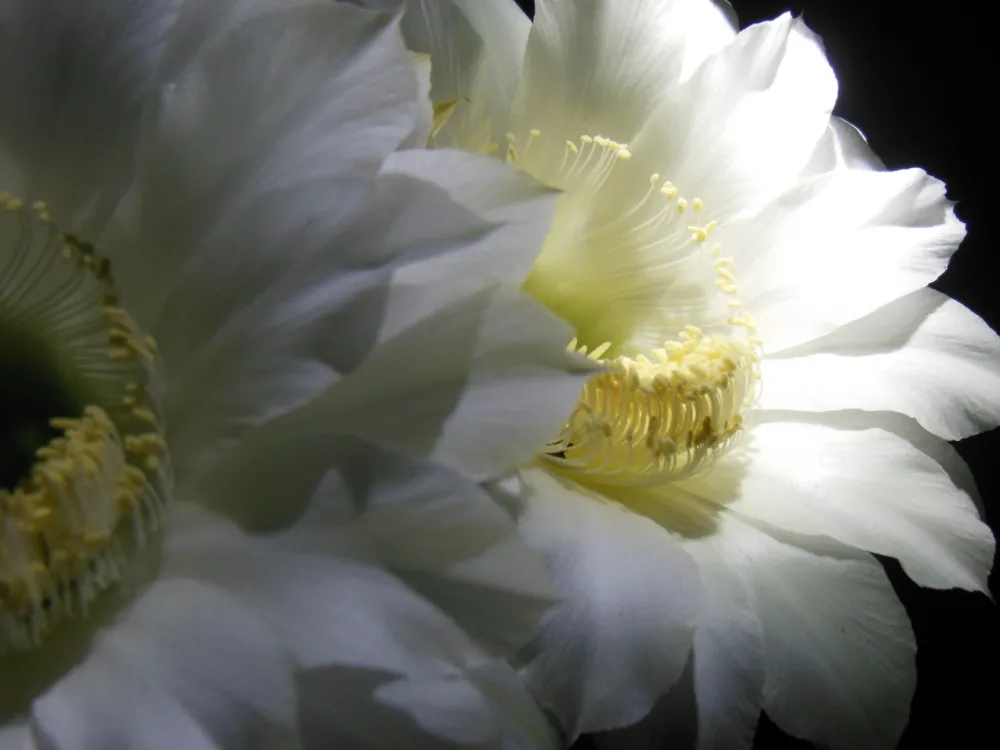 Night Blooming Cactus