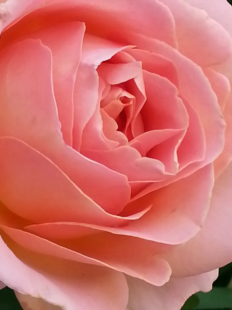 Pink Rose