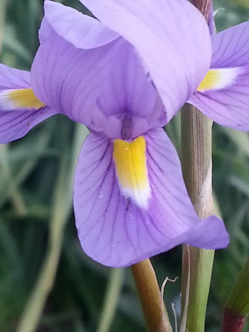 Iris