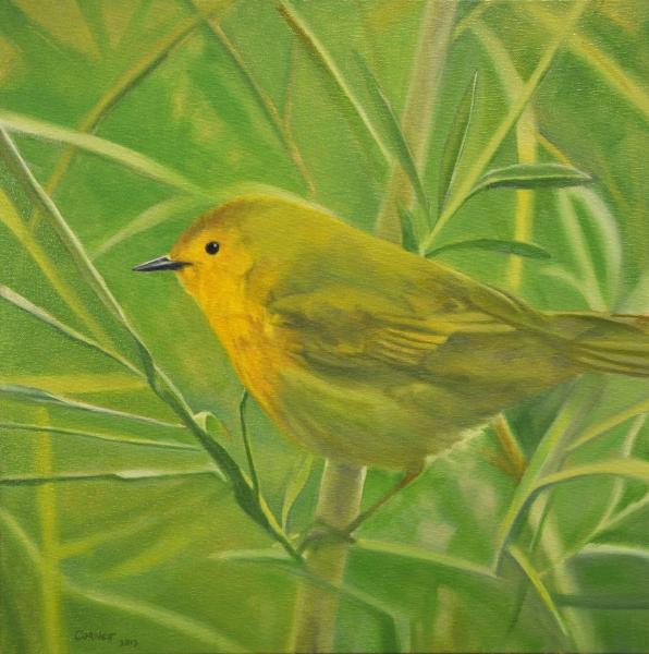 Yellow warbler on green