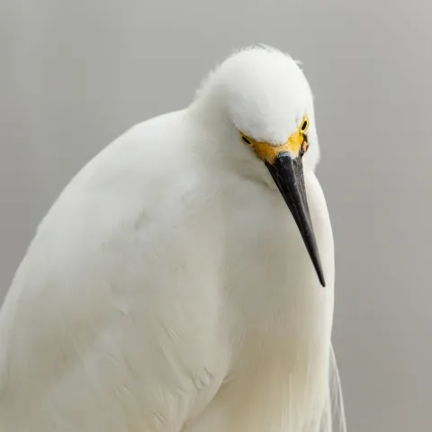 8th Annual Exhibit Snowy Egret #2