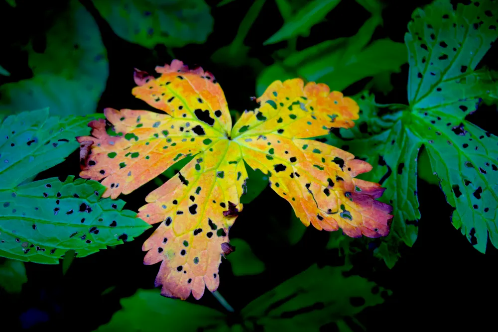 close up photograph of green leaves with one orange and yellow leaf in the center