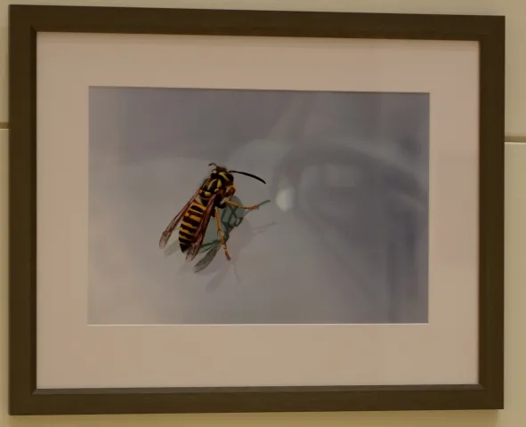 13th Annual Exhibit Bug on a Windshield