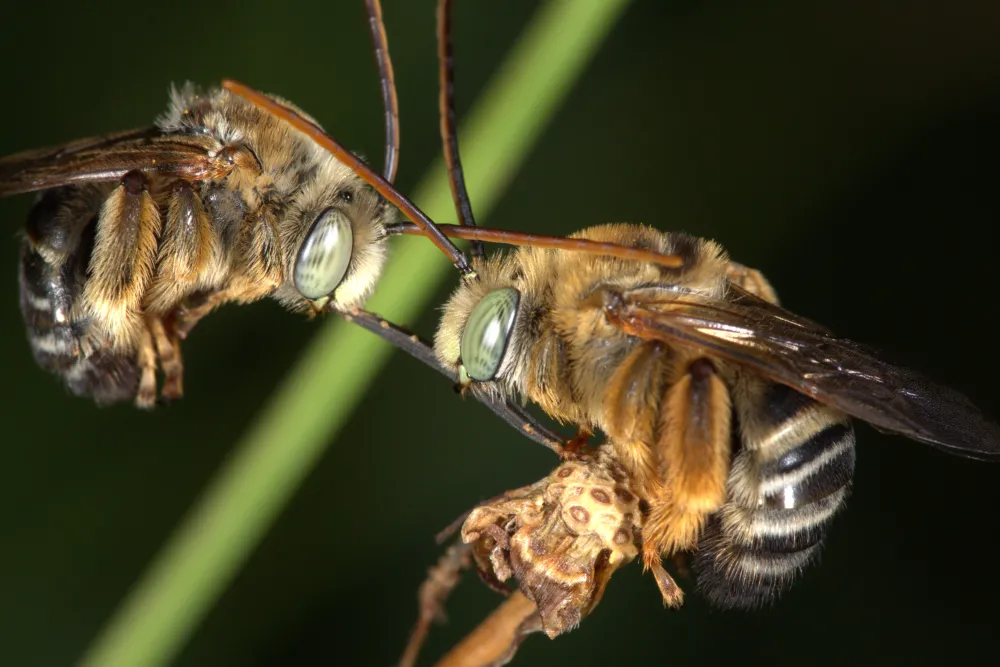 Pair of Sleeping Bees