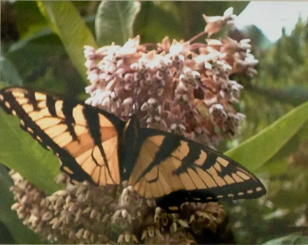 9th Annual Exhibit Swallowtail in the Sunlight