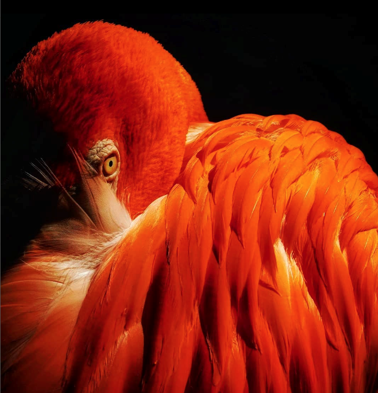 photograph of a tropical bird