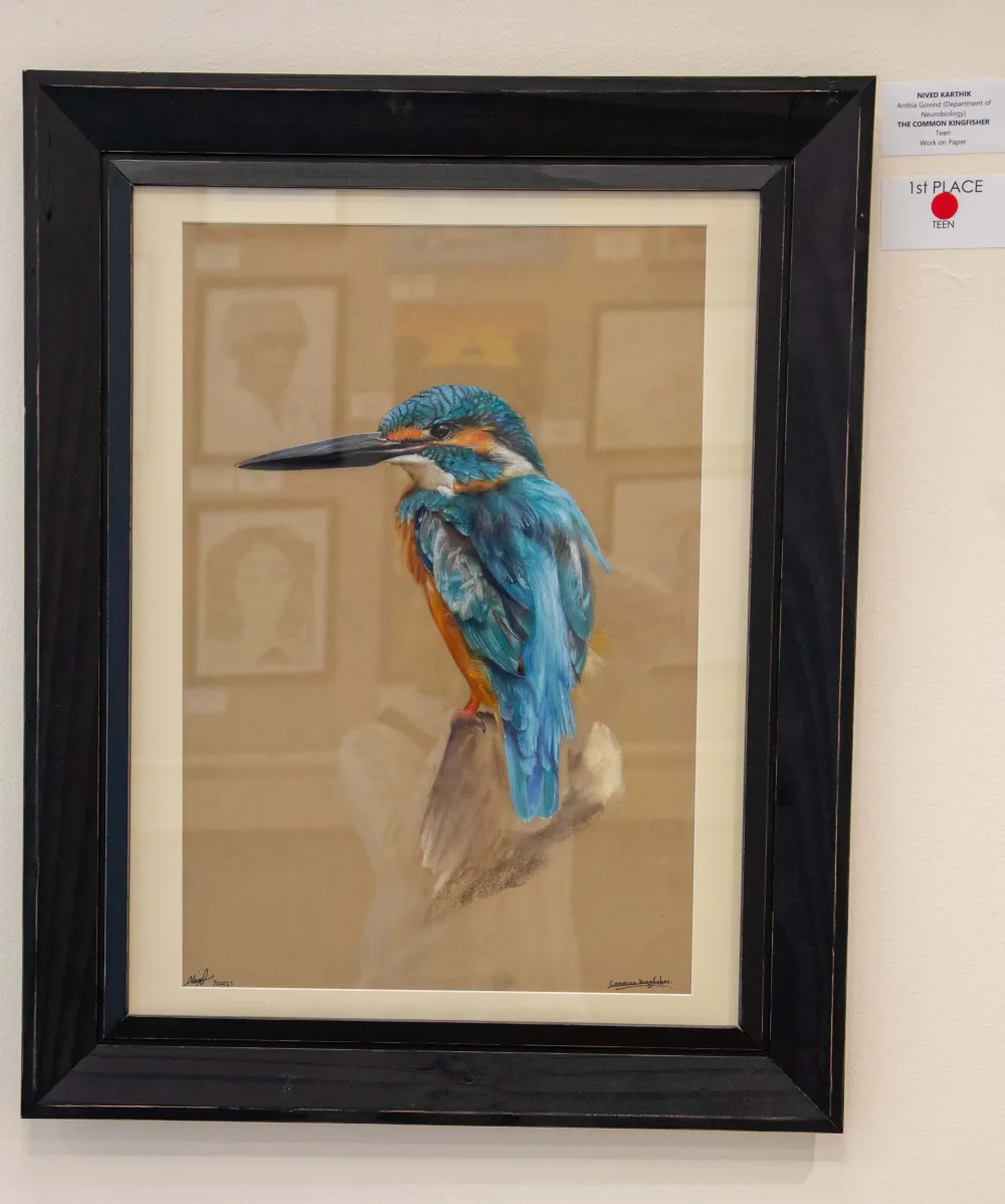 Common Kingfisher