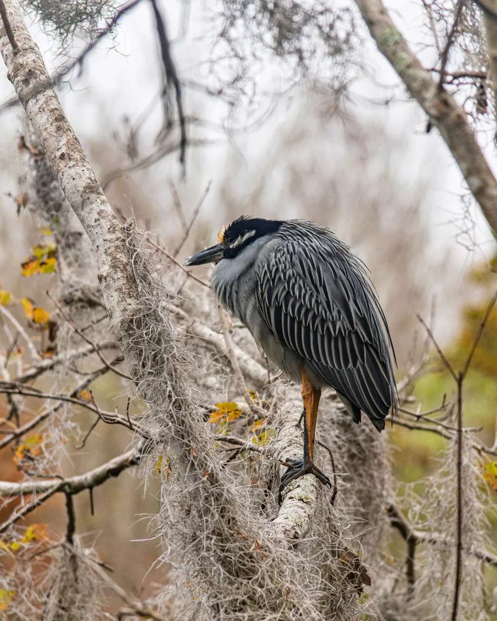 photograph of a bird roosting in a tree