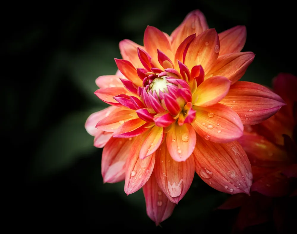 10th Annual Exhibit Dahlia