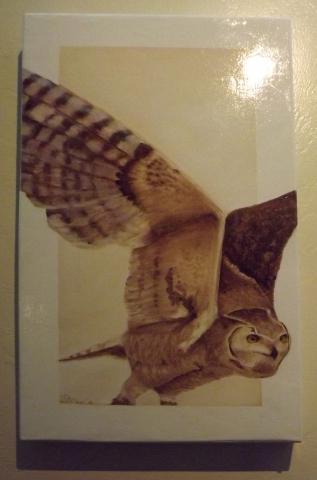 3rd Annual Exhibit Pygmy Owl