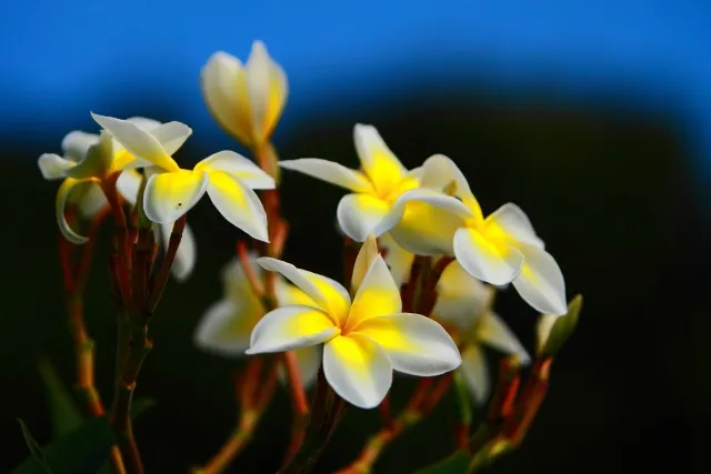 5th Annual Exhibit Plumerias ... First Impressions