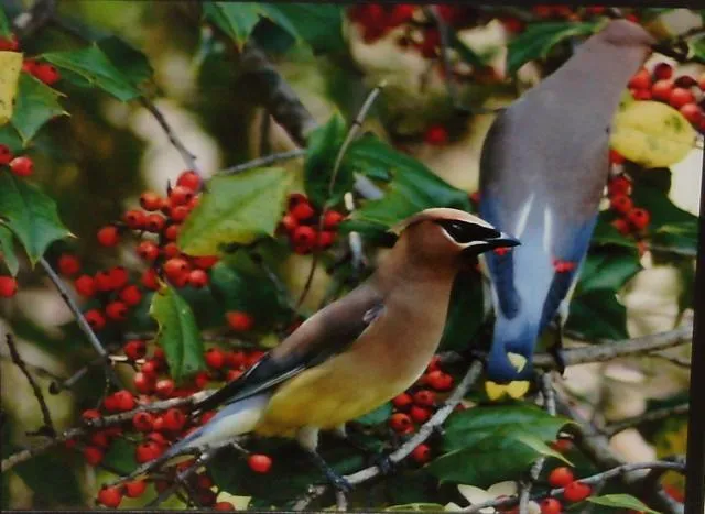 4th Annual Exhibit Cedar Waxwings