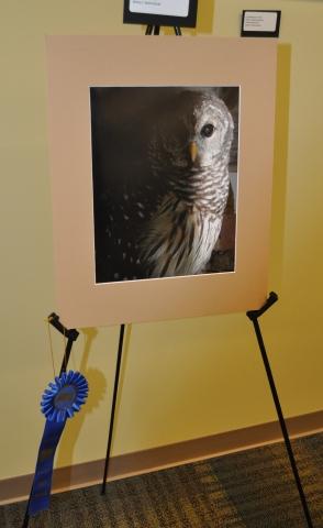 6th Annual Exhibit Hidden Owl